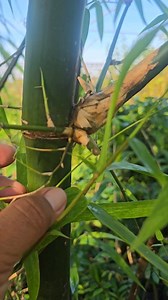 Bamboo propagation thru cuttings #BlackBamboo | Seedlings La castellana