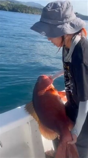 Clean Cubera Snapper Release 🌊🐷 | Los Buzos Panama