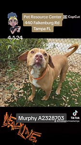 16K views · 579 reactions | Adopted!!! A2338703 needs your help!!! DEADLINE is 4-1-24 email to save this goodest boy!!! rescuepets@HillsboroughCounty.org cc rescuemetampa@yahoo.com https://www.facebook.com/share/p/yV9pQ4Vw5NATGDEt/?mibextid=Nif5oz | Rescue Me Tampa - Shelter Dogs | Facebook