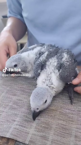 Adorable Baby Parrots Growing Stronger Daily
