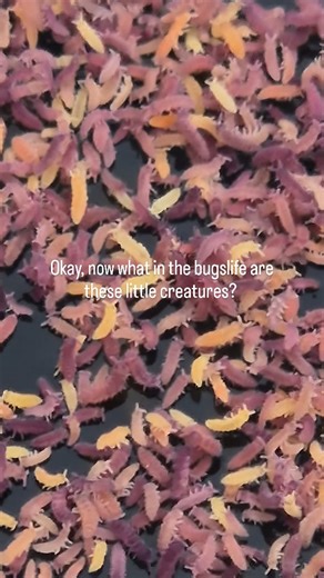 Crafty Nature on Instagram: "I found these ADORABLE little bugs on the land a while ago and ive always wondered what they might be. Do you know? Or know someone who might? ✨️🌱☺️ #bugslife #bugs #cutebugs #gardenbugs #bugsbugsbugs"