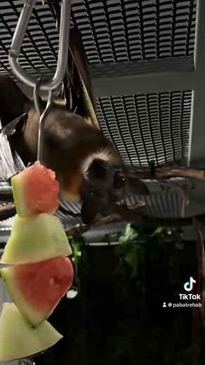 Pennsylvania Bat Conservation and Rehabilitation on Instagram: "Our fruit bats enjoying some extra holiday treats 🥰 #pabatconandrehab #pabatconservationandrehabilitation #pabatrehabilitation #africanstrawcoloredfruitbat #eidolonhelvum"