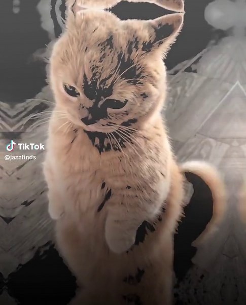 Cute Cat Edit Video Compilation | Funny Cats Videos