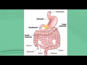 physiology: intestinal motility