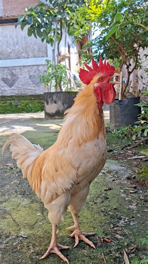 Adorable chicken talking sound #ayam #chicken #sound