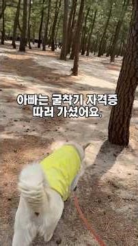 강릉 세인트존스호텔 바로 뒤 아이러브 순두부 해물짬뽕 집 대형견도 같이 입장 가능해요. 너무나 행복!!!! 챙넓은 uv차단 모자 수욜 초크까마감