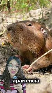 Did you know that moles and gophers are not the same thing? #mariyana #biology #bootcampuntalfred...