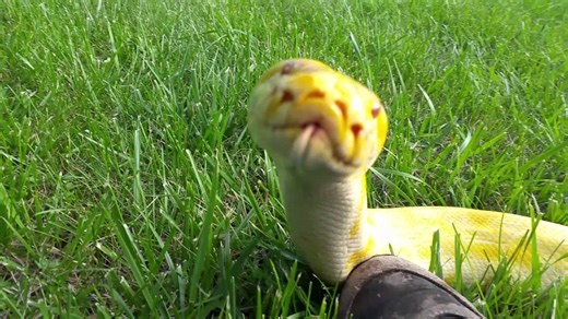 Perhaps the cutest Burmese python ever?