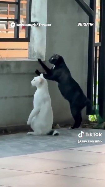 Bukan main dia menghendap tu 🤣 🎥: szrinaaasuria/ Threads #viral #seismik