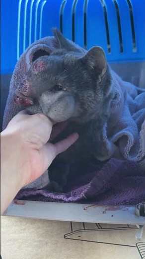Fungal Infection Leaves Cat’s Swollen Face Littered With Wounds That Refuse To Heal [STORY BELOW]