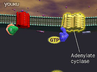 G蛋白-腺苷酸环化酶-PKA