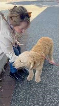 Meet Piper 🐾 | F2 Medium Groodle Puppy Born June 15, 2025 956000018879626 BR100575