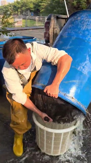 So Many Fish Moving Together in Open Water 🐟💦 | Relaxing Nature View