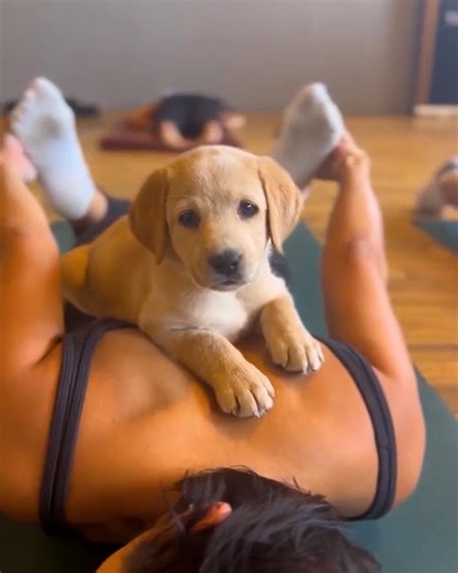 1.6M views · 10K reactions | Where do I sign up?  | MetDaan Animals | Facebook