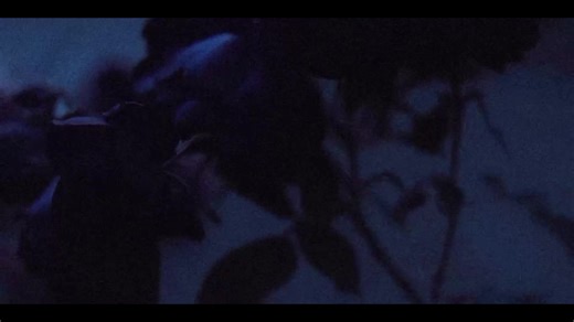 The Enigmatic Blue Rose: A Floral Anomaly