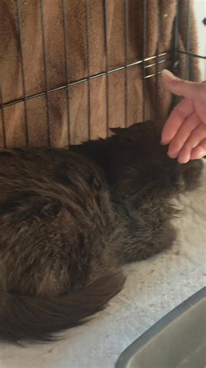 🚨 Recherchons une famille d'accueil d'urgence🚨 5 MOIS QUE JAZZ ATTEND PATIEMMENT DANS SA CAGE pour ne pas contaminer les autres chats dont s'occupe Véronique !!! CE N'EST PAS UNE VIE ! 💔 Un cœur brisé à réparer : Jazz a désespérément besoin d'une FAMILLE D'ACCUEIL DÉFINITIVE 🙏🏼 Imaginez une vie sans caresses, sans foyer, sans même un prénom. C'est la vie de Jazz qui à 7 ans, avant que nous le trouvions, seul et terrifié dans la rue. Il a échappé à la mort, mais son passé a laissé des traces