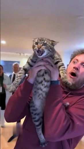 Cat Funny Short 😂