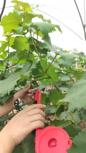 OEM Plant Tying Machine | Fast & Easy Vine Binding Tool for Grapes, Tomatoes & Cucumbers