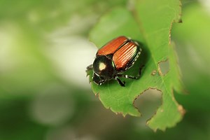 How To Get Rid Of Japanese Beetles On Rose Bushes? Practical Guide - A Prettier Petal