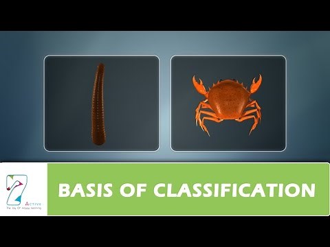 BASIS OF CLASSIFICATION