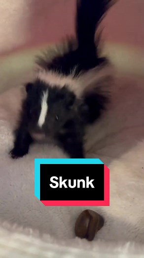 Skunks as Pets: The Cutest Companions You'll Ever Meet