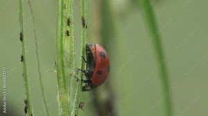 Swaying in summer wind. Coccinellidae as ladybugs and ladybirds as true bugs, prey on aphids or scale insects, which are agricultural pests. Macro view in wildlife