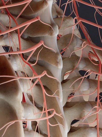 Exploring Human Anatomy Through 3D Animation