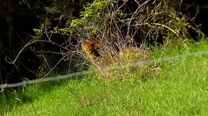 Isla Paraiso Capitulo 92 Completo HD - Capitulo 92 Isla Paraiso Completo HD