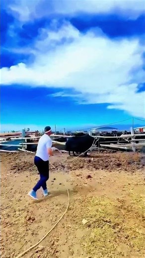 Complete Process of Lassoing a Cow