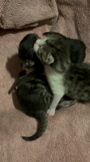 Good morning from the Haunted House Maternity Ward! True to her name, Abyss managed to hide a third baby in the depths. But it made its entrance yesterday afternoon. We’re calling it Well Done, because it’s the darkest and was on the grill too long. Mama and Babies are all doing great. I’ve slowly been pulling the haunted house back together and getting back to work. Luckily their birth bin is in my office. 😂 | Lexi Lulu