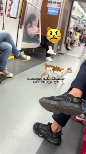 makanya beli dulu tiket nya baru naik, jgn di contoh