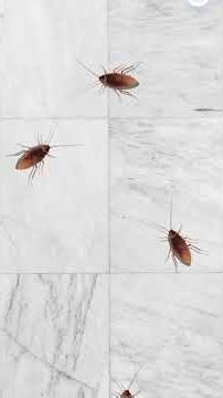 Cockroach for cats on screen 🪳App name - Meowflick #fyp #fishforcats #gameforcats