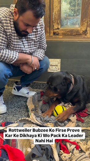 55K views · 921 reactions | Rottweiler Bubzee: Not The Alpha Male...