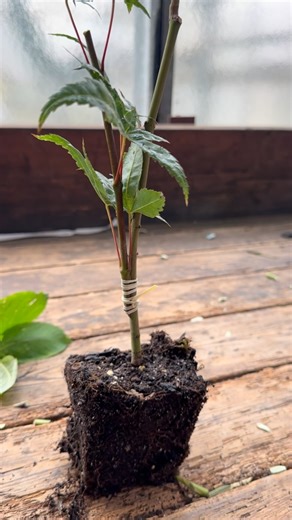 Marken Pflanzen on Instagram: "✨ Veredelungskunst in Aktion! 🌱✂️ Bei uns wird noch echte Gärtnerkunst gepflegt: Wir vermehren unsere japanischen Ahorne 🍁 und Hamamelis 🌸 selbst. So sichern wir nicht nur beste Qualität, sondern geben auch unseren jungen Gärtnern das Handwerk weiter – Tradition trifft Zukunft. 💪🌿 —- #MarkenPflanzen #Gärtnerkunst #Veredelung #Hamamelis #AcerPalmatum #JapanischerAhorn #Gartenliebe #Pflanzenvielfalt #Nachwuchsgärtner #QualitätAusDerBaumschule #HandwerkMitHerz #G