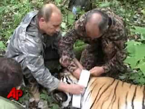 Raw Video: Putin Shoots Tiger With Tranquilizer