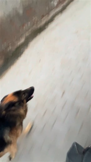 German Shepherd Hips Problem Solved | Hip Dysplasia Complete Solution 🐕‍🦺 #germanshepherd #viral #trending #dog #trendingreels | Dev Godara