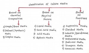 What are culture media classify the types of culture media with examples and their uses? [2025] | QAQooking.wiki