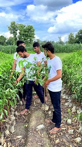 🌳☝️Our vision 14 lakh tree planting #trees #treeplanting #treelovers #treework #treecare #explorepage #instalike #india #treeworker #greenearthofficial #trendingodio #trendingsongs | Murali Manohar Kushwaha