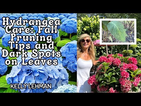 Hydrangea Care: Fall Pruning Tips and Dark Spots on Leaves - Expert Advice by Kelly Lehman