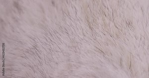 fur moves from a breath of air, part of a fur coat made of natural white arctic fox fur, a close-up of arctic fox fur used in the manufacture of clothing