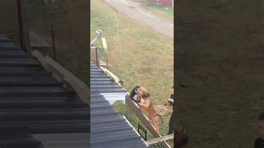 Pit bull climbs a ladder to catch a robber on the roof