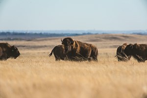 Wild bison: Education and ecology for the benefit of all