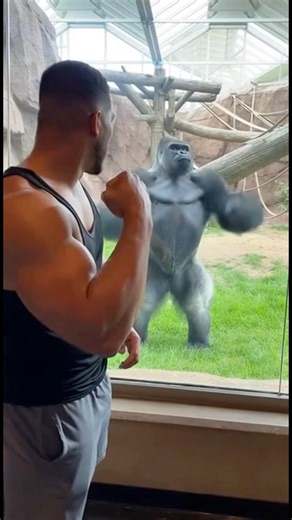 A muscular man demonstrates a bodybuilder's double-bicep pose to a group of gorillas at the zoo, and their synchronized reaction is absolutely legendary! This was created with Ai For Entertainment. #gorilla #zoo #funny #bodybuilding | Body Fitness