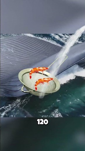 Blue Whales: They Drink the OCEAN to Eat?! 🤯
