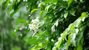Rain falling leaves nature background video concept, Drops of falling rain and tree branch with green leaves illuminated by the shining sun, Raindrops, Natural background, Nature phenomenon backdrop