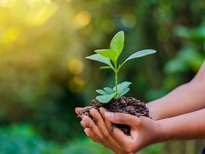 Free Tree Seedlings Available To East Brunswick Residents