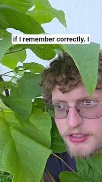 What is pollarding? #gardening #trees #nativetrees #nativeplants #flowers #pennsylvania #herbs