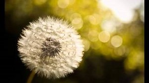 DANDELION Lyrics - AUDIOSLAVE | eLyrics.net