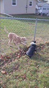 Puppy Zoomies with Her Big Dog Best Friend!