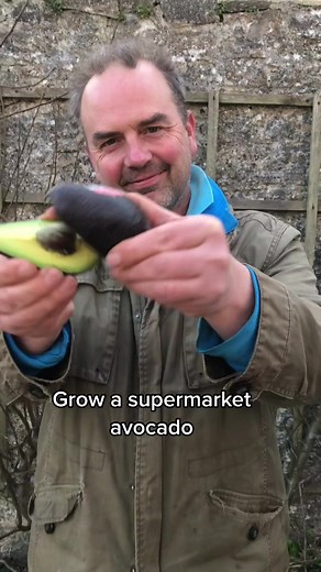 Grow Your Own Supermarket Avocado at Home